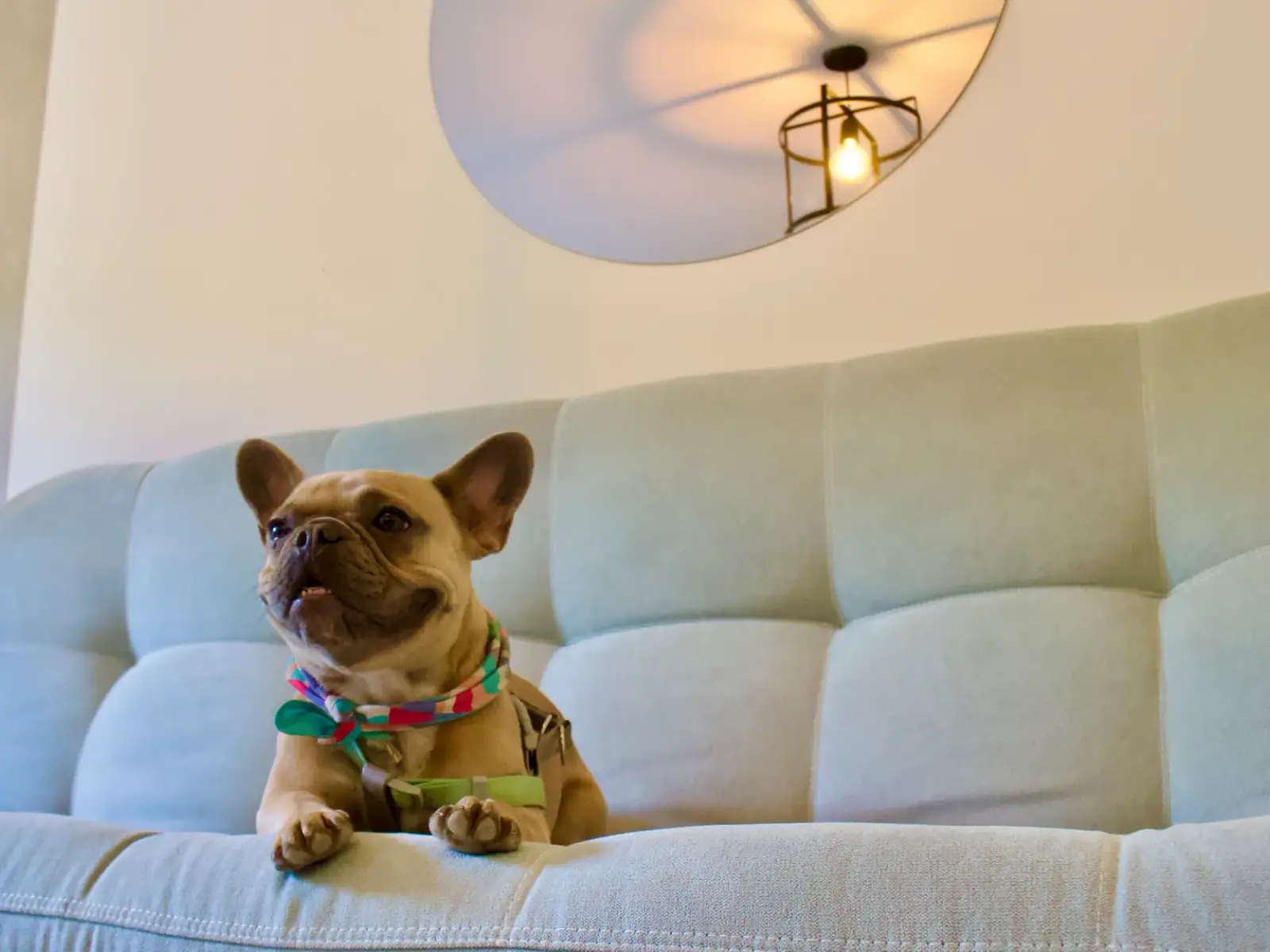 Un bulldog francés con pañoleta sentado en un sofá blanco de una habitación de Del Río